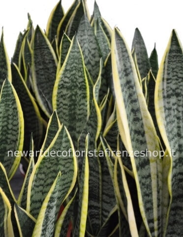 Pianta di sansevieria h. 45