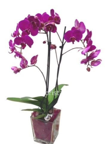 Pianta di phaleonopsis a 2 steli con vaso di vetro